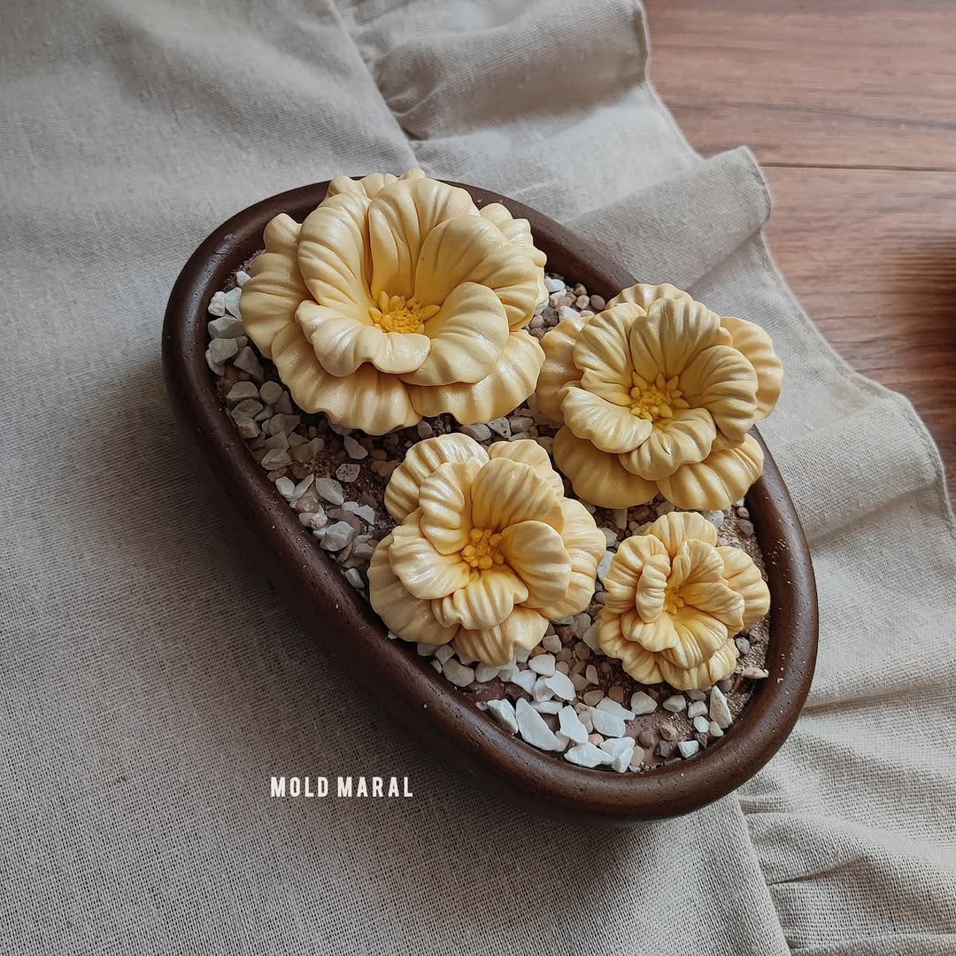 گل راشل