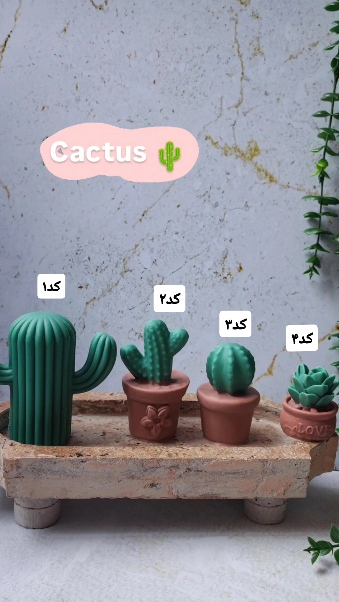 کاکتوس